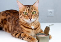 Un chat Bengal allongé devant une boîte de pâtée