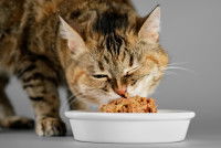 Un chat gris mange de la pâtée dans sa gamelle
