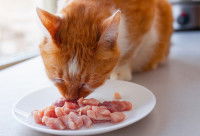 Un chat roux mange des morceaux de viande crue dans une assiette