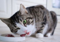 Un chat tigré qui mange dans sa gamelle