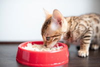 Un chaton mange un mélange de riz et de viande