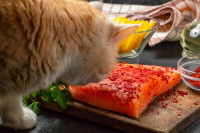 Un chat en train de voler du saumon sur une table