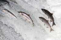 Des saumons sauvages en train de remonter une rivière