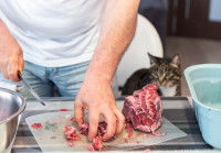 Un homme coupe de la viande pour en donner à son chat