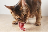 Un chat Abyssin mange un morceau de viande crue sur le sol