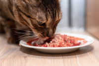 Un chat Bengal mange de la viande hachée dans une assiette