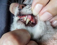 La carence en vitamine C chez le chat