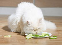 Un chat blanc mange des concombres dans une assiette
