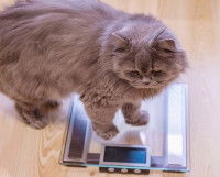 Un gros chat sur une balance