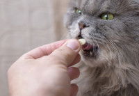 Une femme donne un complément alimentaire à un chat