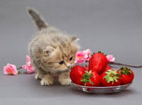 L'exc&egrave;s de vitamine C chez le chat