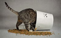 Un chat mange un gros seau de croquettes