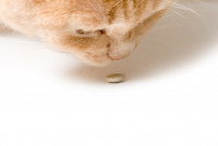 Un chat roux renifle une pilule
