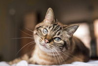 Un chat tigré aux yeux bleus penche sa tête
