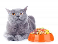 Un Chartreux a côté de son bol de croquettes