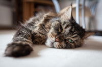Les carences en vitamines B chez le chat