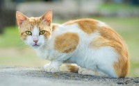 La carence en vitamine D chez le chat