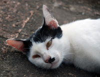 La carence en vitamine K chez le chat