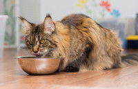 Un chat à poil long mangeant dans son bol