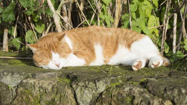 10 Races De Chats A Poil Court