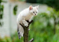 La structure des griffes du chat