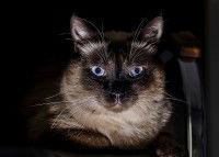 Chat Siamois aux yeux bleus qui brillent dans le noir