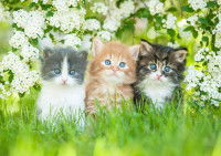 Trois chatons aux yeux bleus assis dans un jardin avec des fleurs