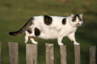 Un chat blanc et noir marche en équilibre sur une barrière en bois