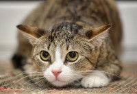 Un chat effrayé, les yeux ronds et les oreilles en arrière