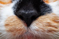 Un chat tricolore avec un nez noir