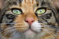 Gros plan sur le visage et le nez d'un chat
