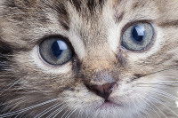 Vue de près du visage d'un chaton