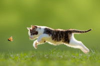 Un chaton court derrière un papillon