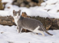 Un chat gris et blanc marche dans la neige
