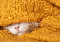 Un chaton malade caché sous des couvertures