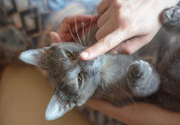 Une femme touche le nez de son chaton avec le doigt