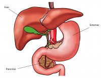 Schéma des organes digestifs du chat