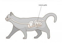 Emplacement de l'intestin grêle du chat