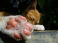 Chat couché avec un coussinet bien visible