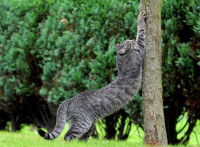 Chat qui s'étire sur un arbre