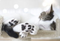 Chat couché sur un arbre à chat