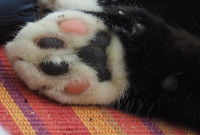 une patte de chat avec des coussinets abîmés