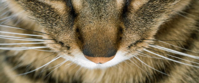 Vue du dessus du nez et des moustaches d'un chat