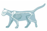Image montrant le squelette d'un chat