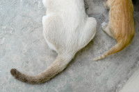 La queue d'un chat et d'un chaton