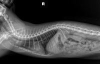 Radiographie de la colonne vertébrale d'un chat