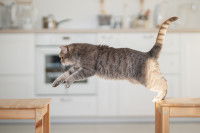 Un Scottish Straight en train de sauter d'une table à l'autre