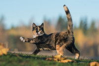 Un chat tortie avec la queue dressée joue dans le jardin