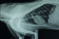 Une radiographie du thorax d'un chat