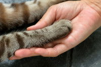 Une femme tient la patte avant de son chat